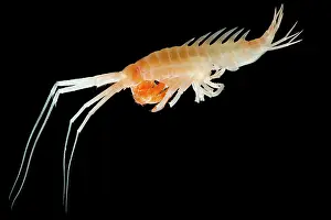 Abyssopelagic Prints: Mesopelagic Amphipod