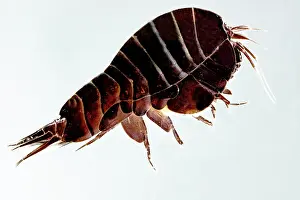 Abyssopelagic Prints: Mesopelagic Amphipod