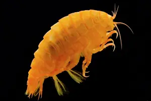 Abyssopelagic Prints: Mesopelagic Amphipod