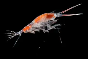 Arthropod Prints: Mesopelagic Amphipod