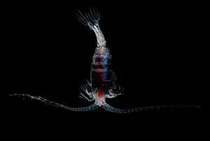 Trench Prints: Mesopelagic Copepod