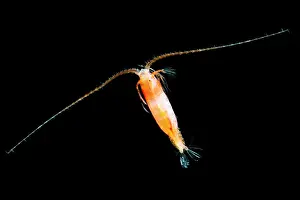 Abyssopelagic Prints: Mesopelagic Copepod