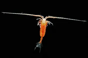 Mexico Prints: Mesopelagic Copepod
