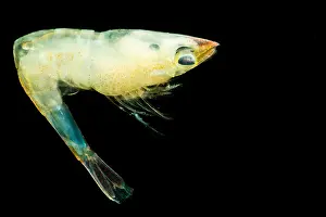 Straits Prints: Mesopelagic Crustacean (Lucaya bigelowi)