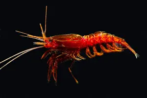 Straits Prints: Mesopelagic Crustacean (Notostomus elegans)