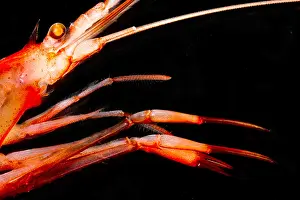 Arthropod Prints: Mesopelagic Crustacean (Pasiphae princeps)