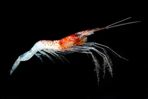 Sergestidae Prints: Mesopelagic Crustacean (Sergestes sp.)