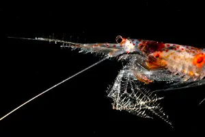 Sergestidae Prints: Mesopelagic Crustacean (Sergestes sp.)