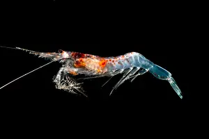 Decapod Prints: Mesopelagic Crustacean (Sergestes sp.)