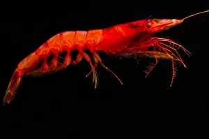 Decapod Prints: Mesopelagic Crustacean (Sergia robusta)