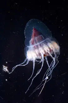 Jellyfish Prints: Mesopelagic Jellyfish