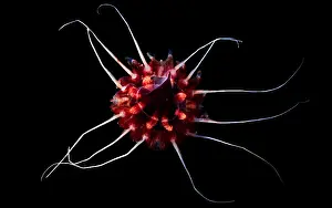 Deep Ocean Prints: Mesopelagic Jellyfish
