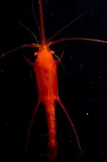 Shellfish Prints: Mesopelagic Prawn