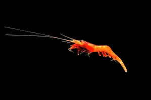 Larvae Prints: Mesopelagic shrimp (Ephyrina ombango)