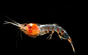 Predator Prints: Mesopelagic Shrimp (Janicella spinicauda)