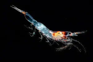 Parasites Prints: Mesopelagic shrimp (Sergestes henseni)