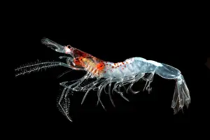 Decapod Prints: Mesopelagic shrimp (Sergestes henseni)
