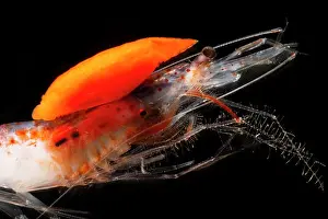 Larvae Prints: Mesopelagic shrimp (Sergestes henseni)