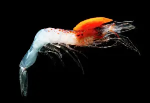 Larvae Prints: Mesopelagic shrimp (Sergestes henseni)
