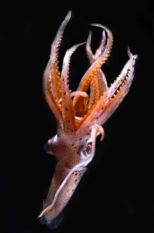 Jewel Prints: Mesopelagic Squid