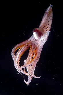 Captivity Prints: Mesopelagic Squid
