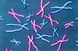 Trait Prints: Metaphase Chromosomes