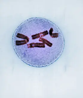 Cycle Prints: Metaphase of Mitosis in Trillium Cell