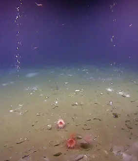 Bubble Prints: Methane Bubbles on the Sea Floor