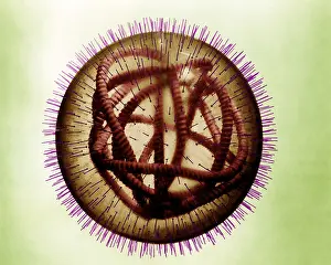 Negative Sense Prints: MeV, Measles Virus