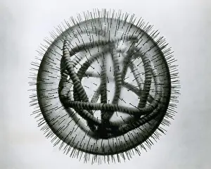 Negative Sense Prints: MeV, Measles Virus
