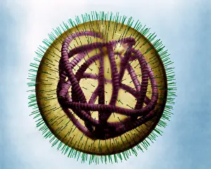 Pathogen Prints: MeV, Measles Virus