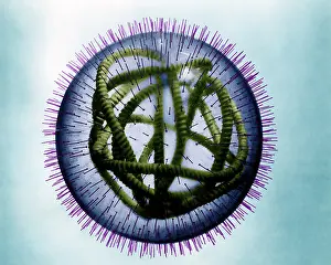 Pathogen Prints: MeV, Measles Virus