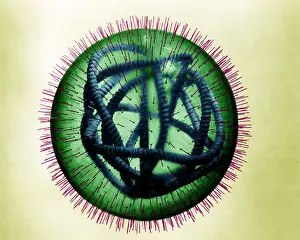Pathogen Prints: MeV, Measles Virus