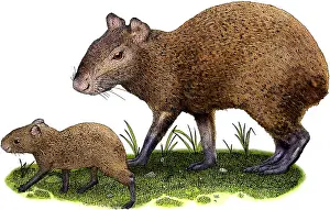 Rodentia Prints: Mexican agouti
