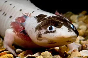 Walking Prints: Mexican Axolotl