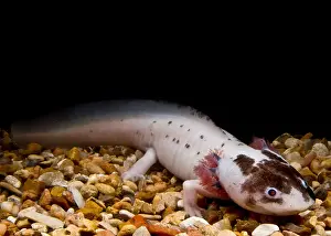 Walking Prints: Mexican Axolotl