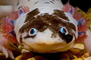 Walking Prints: Mexican Axolotl