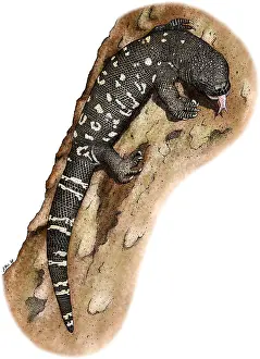 Lizards Prints: Mexican Beaded Lizard