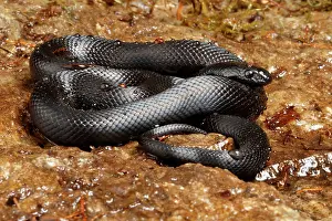 Snake Prints: Mexican Black Kingsnake