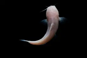Fish Prints: Mexican Blindcat