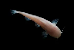 Fish Prints: Mexican Blindcat