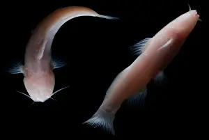 Freshwater Prints: Mexican Blindcats