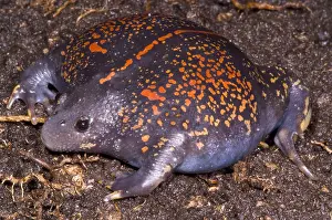 Dorsalis Prints: Mexican Burrowing Toad