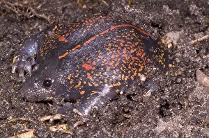 Mexican Prints: Mexican Burrowing Toad
