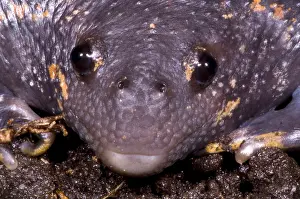 Mexican Prints: Mexican Burrowing Toad