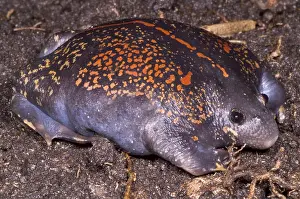 Mexican Prints: Mexican Burrowing Toad