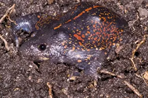 Mexican Prints: Mexican Burrowing Toad