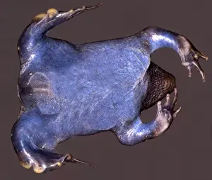 Surface Prints: Mexican Burrowing Toad