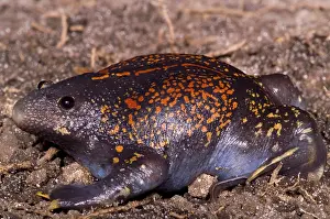 Mexican Prints: Mexican Burrowing Toad