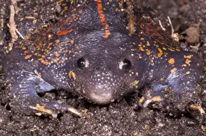 Mexican Prints: Mexican Burrowing Toad